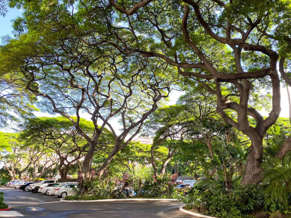 Mahana grounds and monkeypod trees lining the courtyard